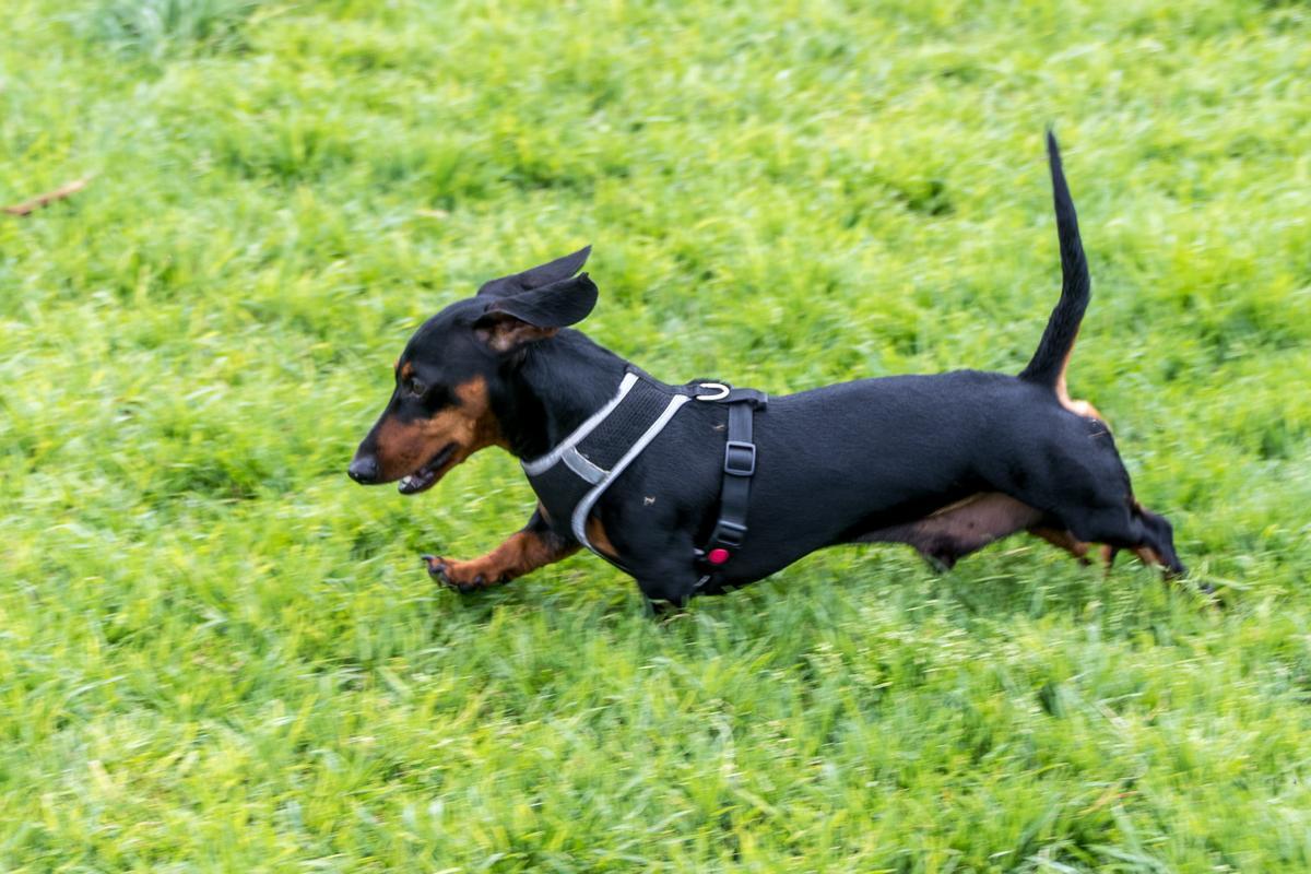 Encuentro de perros en el parque de La Ballena