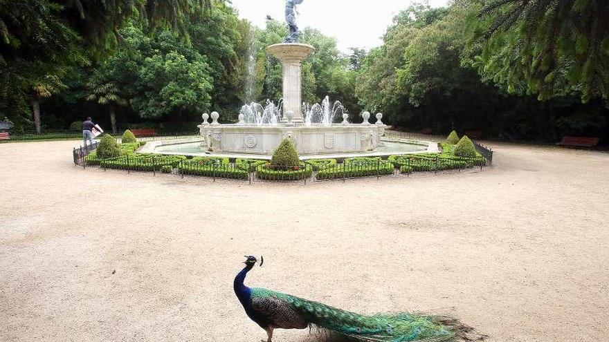 Pavo real frente a la Fuente de la Fama del Campo Grande de Valladolid.