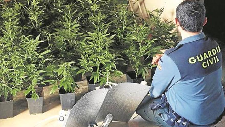 Tercera plantación de marihuana desmantelada en apenas un mes