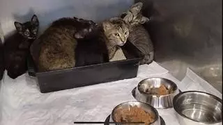 Abandonan cinco gatos dentro de una caja cerrada "y a punto de ahogarse" en Colloto