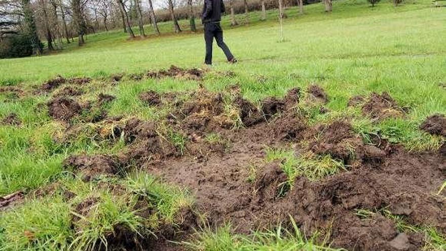 Daños provocados por jabalíes en La Fresneda (Siero).