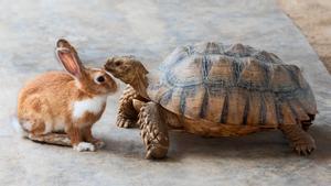 Un conejo pequeño frente a una tortuga grande