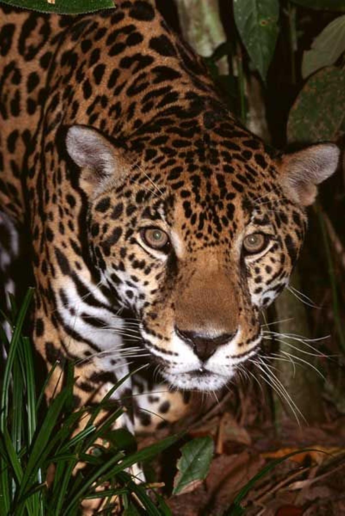 Jaguar en Belice.