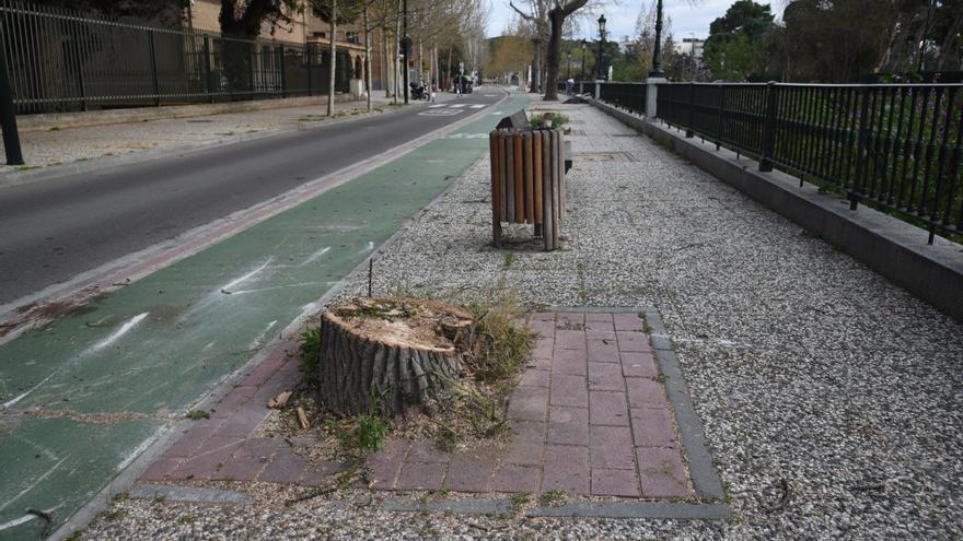 El Ayuntamiento de Zaragoza retirará más de 90 tocones de árboles de las calles