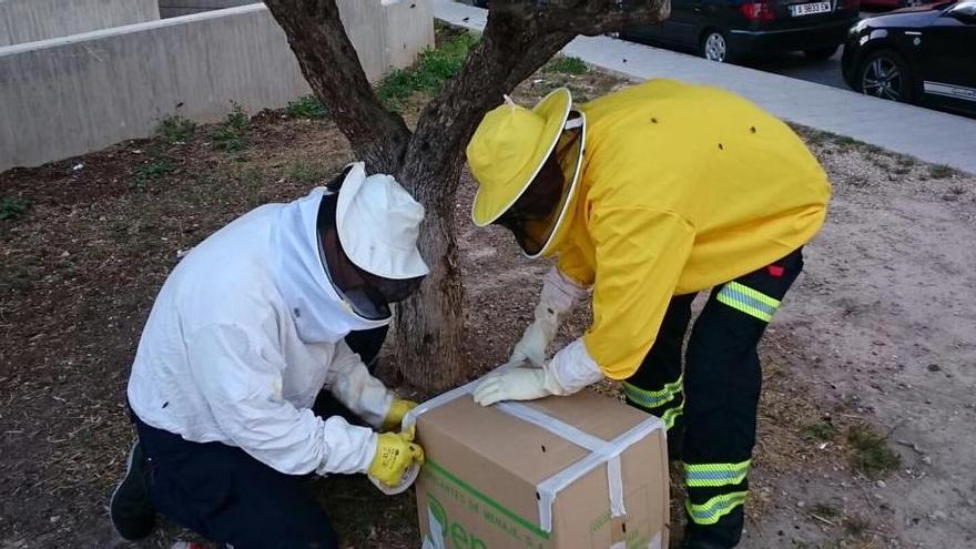 Los bomberos sellando la caja con las abejas en la calle Marañón