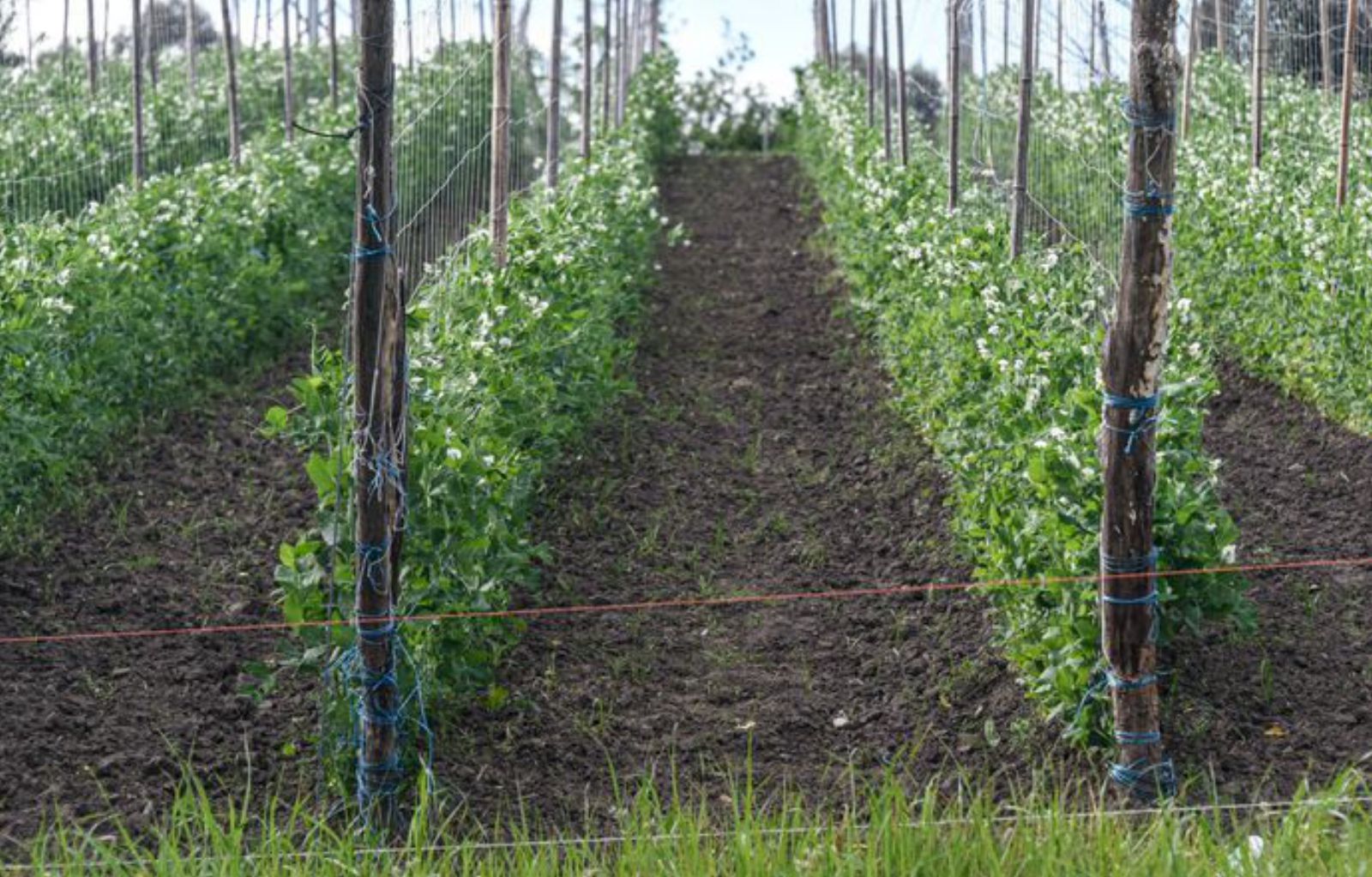 Plantación de guisante de lágrima de Toño Villa, en Nueva.