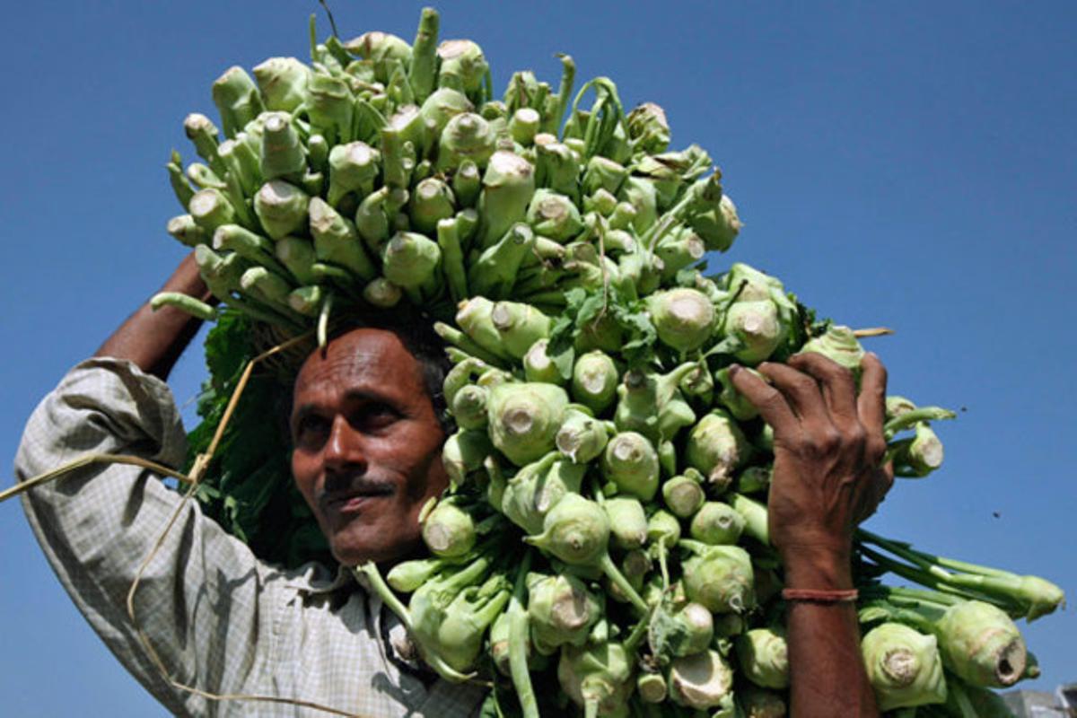 Un venedor porta al mercat ’knol khol’, un vegetal típic de l’Índia.