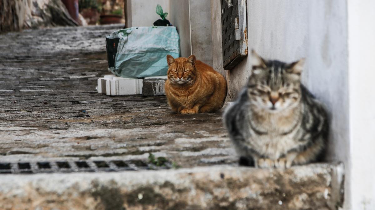 Gatos callejeros en el barrio judío de la Ciudad Monumental.
