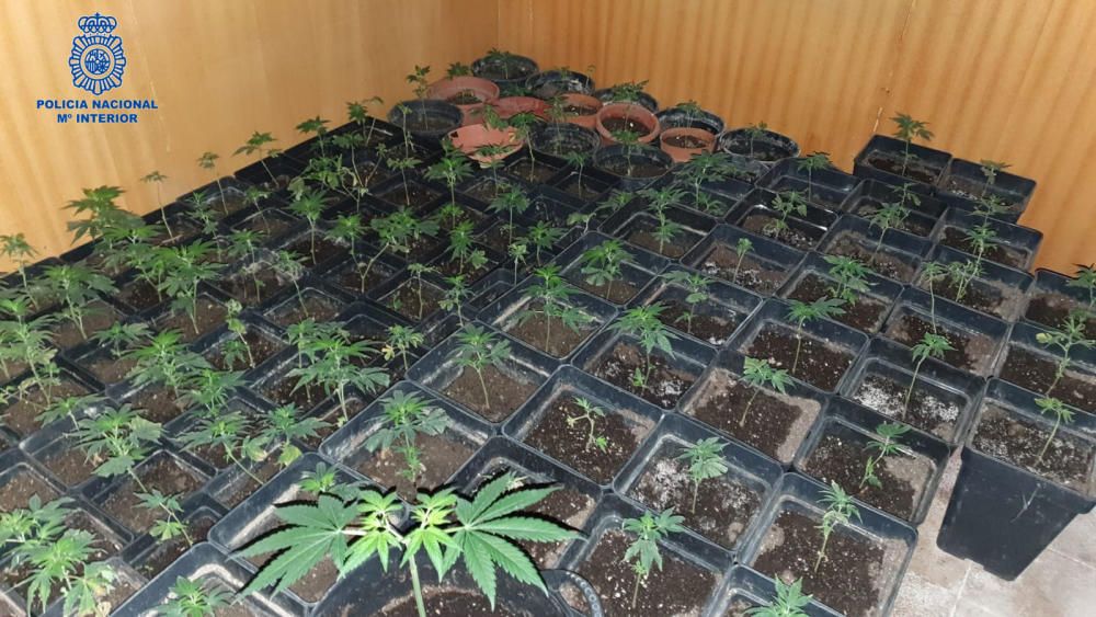 Tres detenidos en Pere Garau por cultivar marihuana en un piso