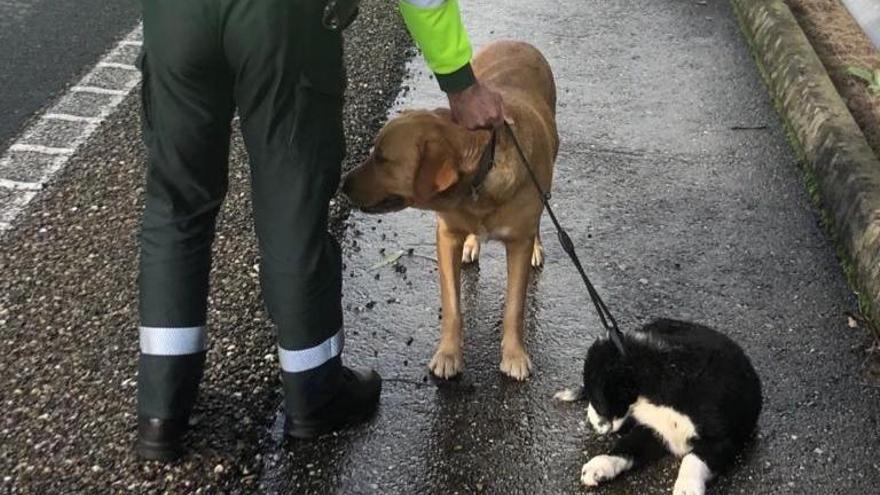 Los animales se encontraban en la vía abandonados. // G. Civil