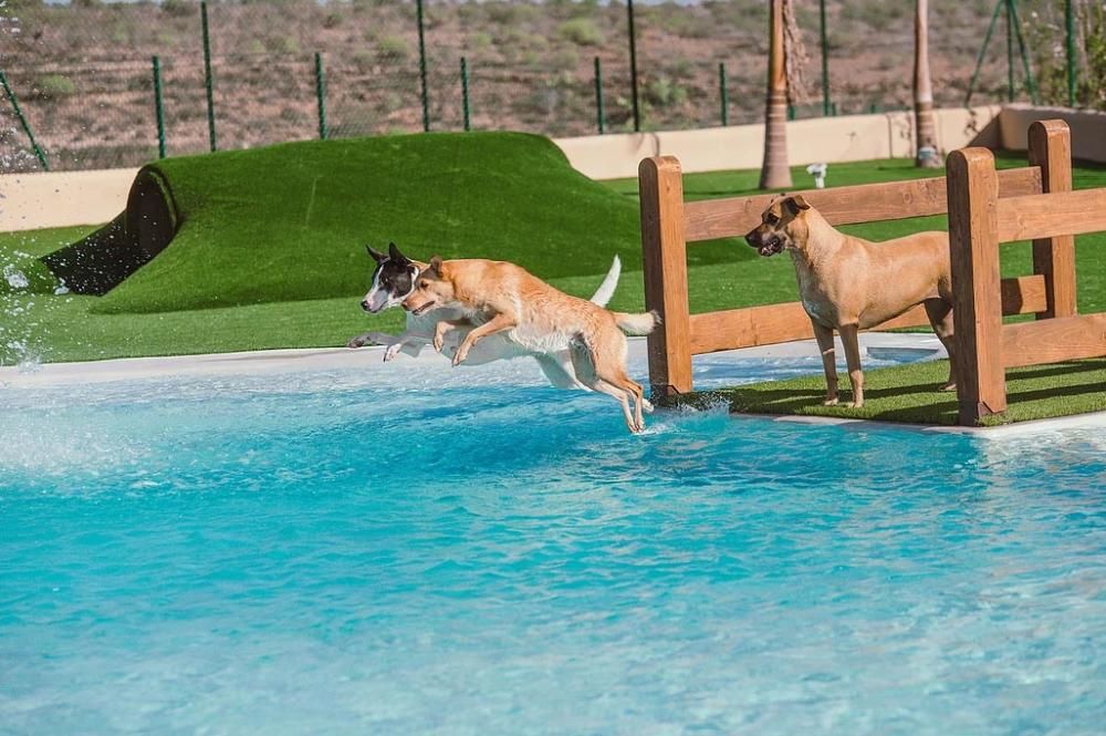 Primer hotel de lujo para perros de Canarias