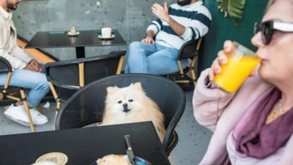 Mercado de la Victoria   Dog Friendly