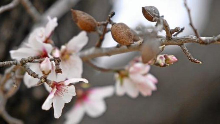 Vorboten der Mandelblüte auf Mallorca