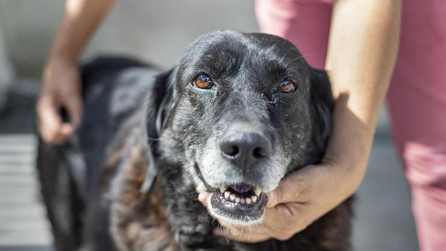 Galicia cuenta con más de 850.000 animales de compañía y la mitad son perros