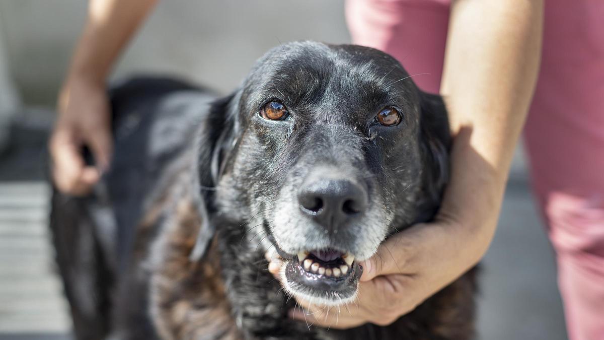 Uno de los más de 400.000 perros que hay en Galicia