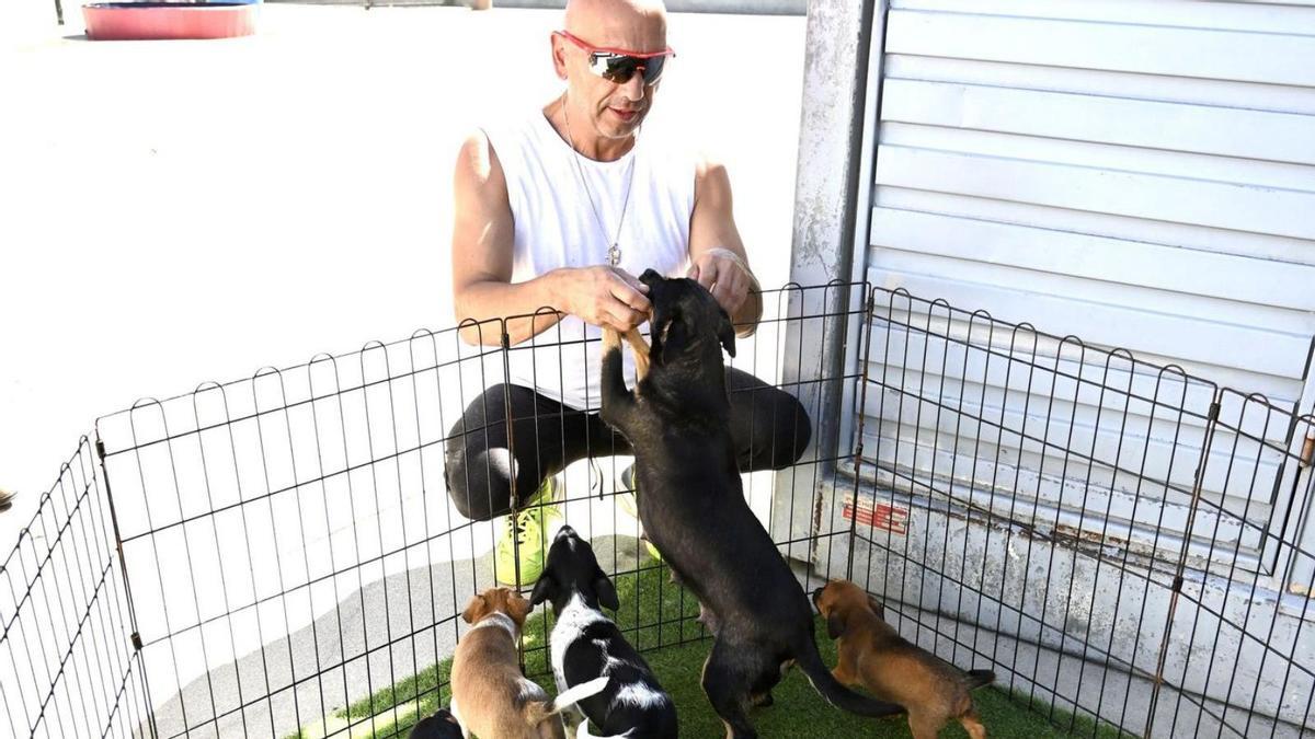 Varios perros en el refugio de Os Palleiros.