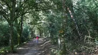 Bosques gallegos de frondosas registrados, un escudo frente al fuego