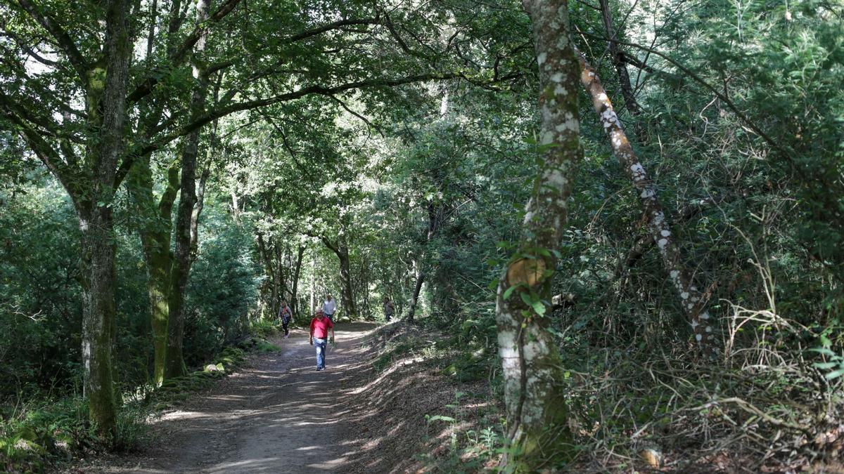 Varias personas caminan por un bosque de frondosas en A Cova, O Saviñao