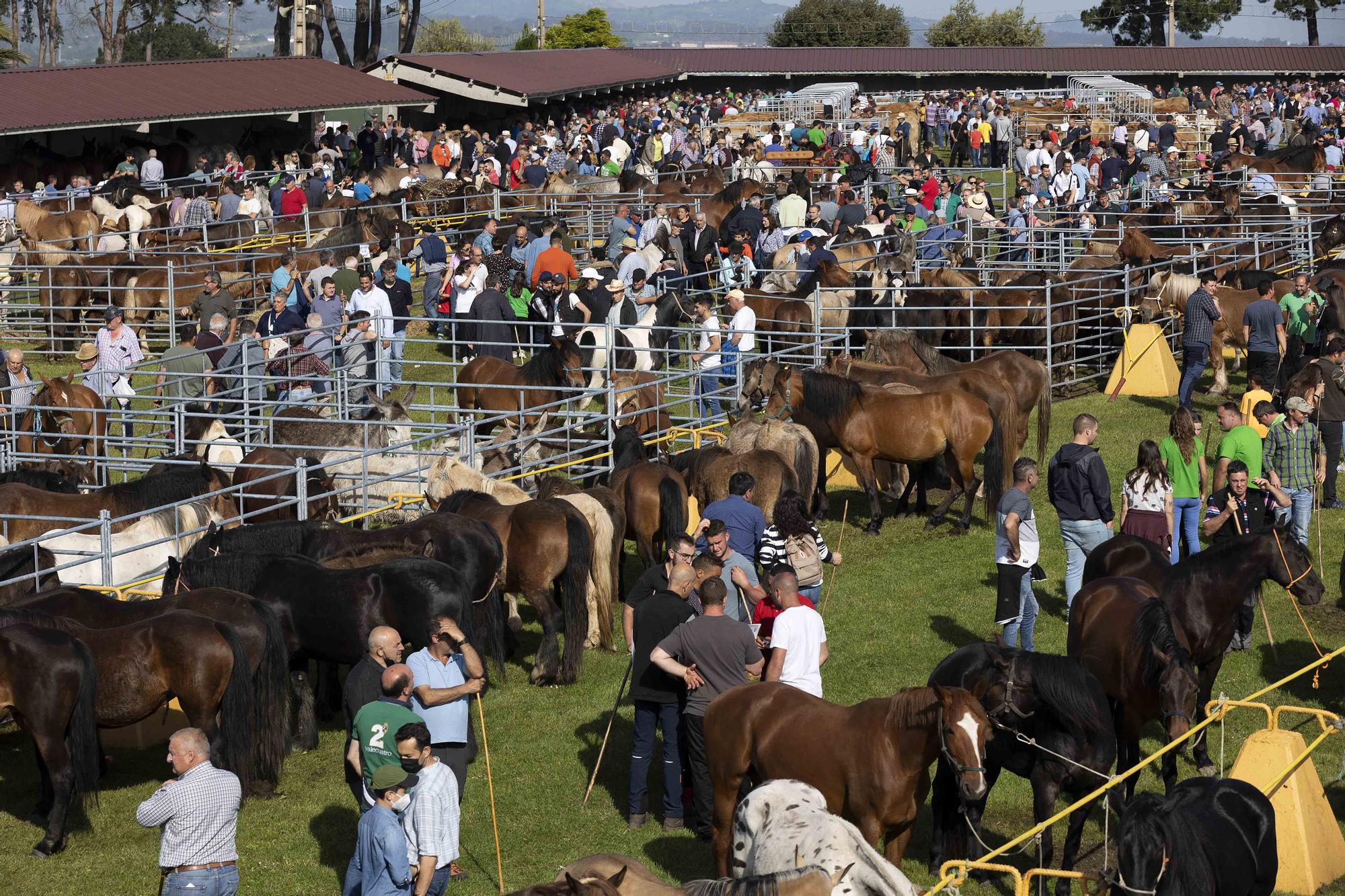 Lleno total por San Isidro en Llanera: estas son las mejores imágenes de la feria de ganado