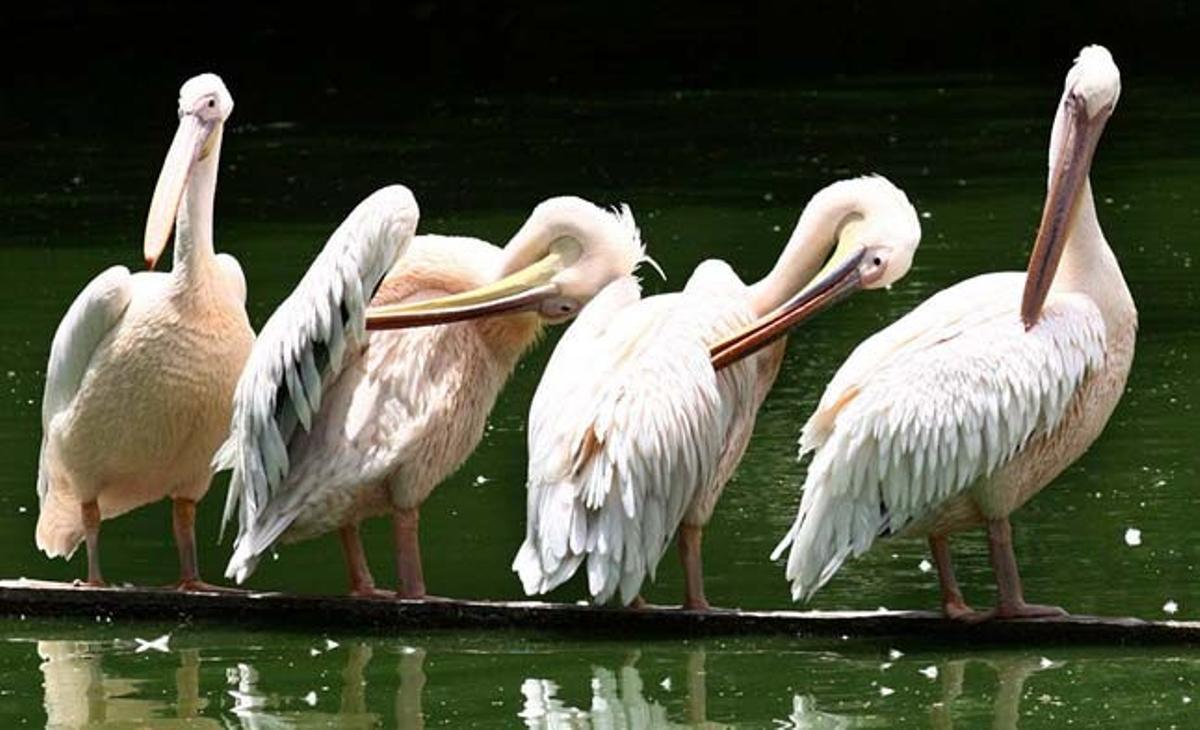 Quatre pelicans es refresquen en un estany del zoo de Nova Delhi (Índia).