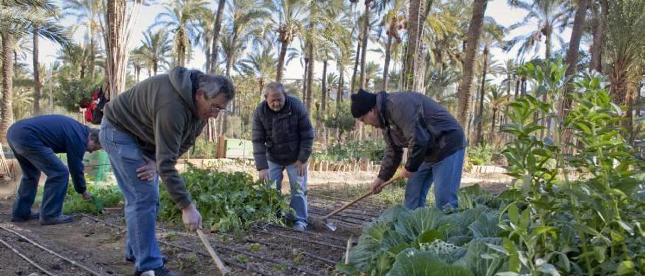 El Ayuntamiento busca recuperar el uso agrícola del Palmeral