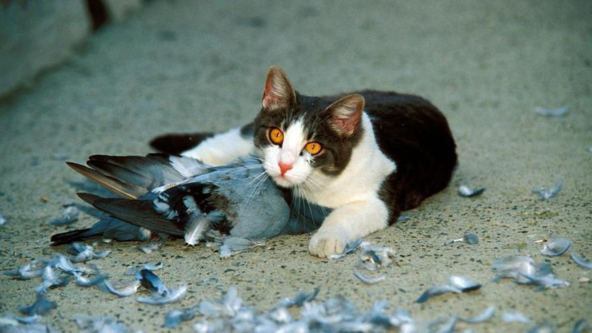 Científicos urgen cambiar la Ley de Bienestar Animal por los daños que provocan los gatos silvestres a la fauna canaria