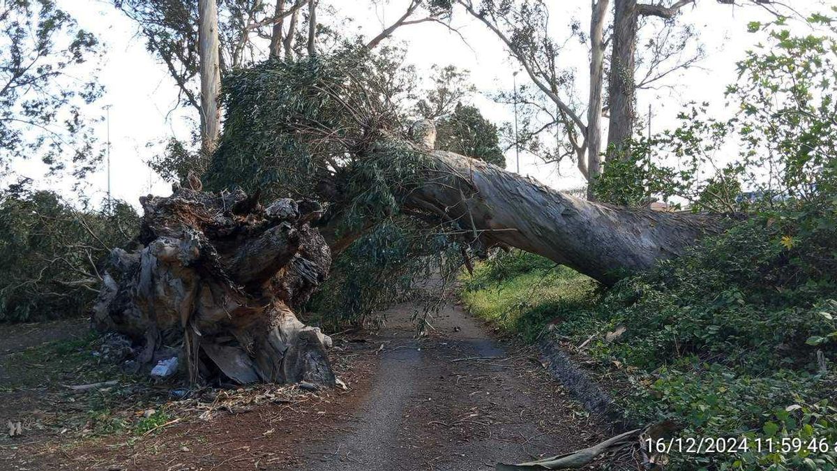 Un árbol de grandes dimensiones caído en La Laguna.