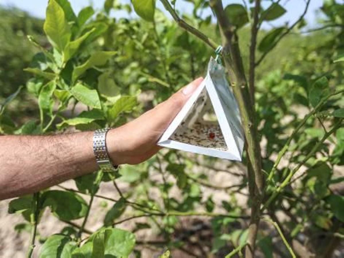 Más plagas para la agricultura de la provincia de Alicante