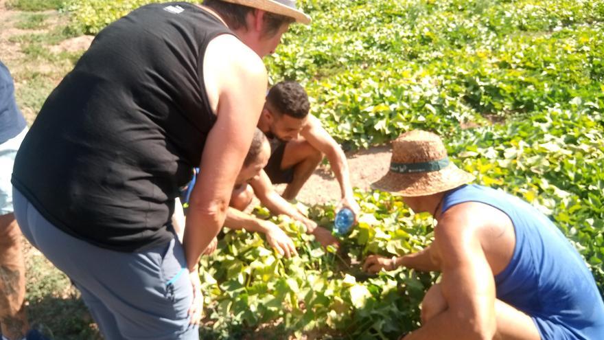 Interns de Lledoners participen del projecte del horts de Sant Benet