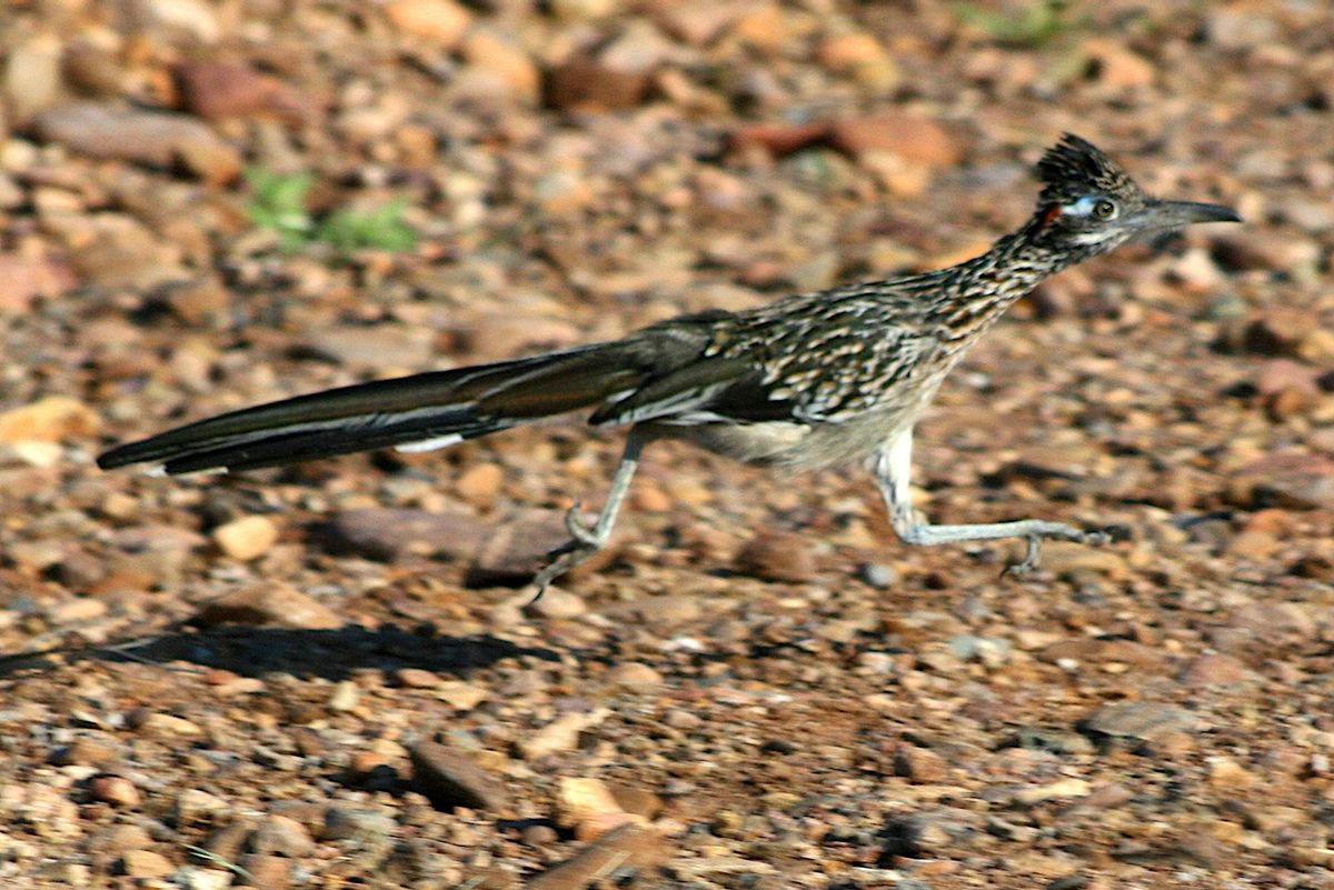 Correcaminos grande.