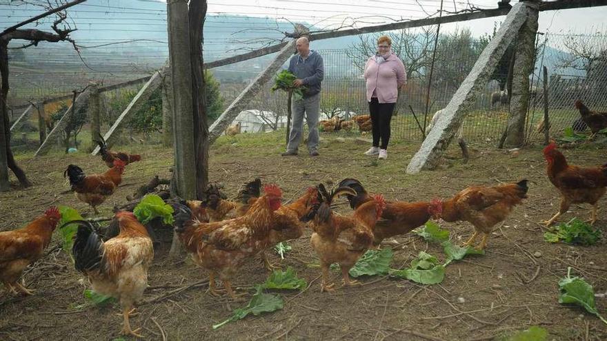 Dolores Dios y su marido alimentan con verdura a los gallos en su finca de San Salvador de Meis, ayer. // Iñaki Abella