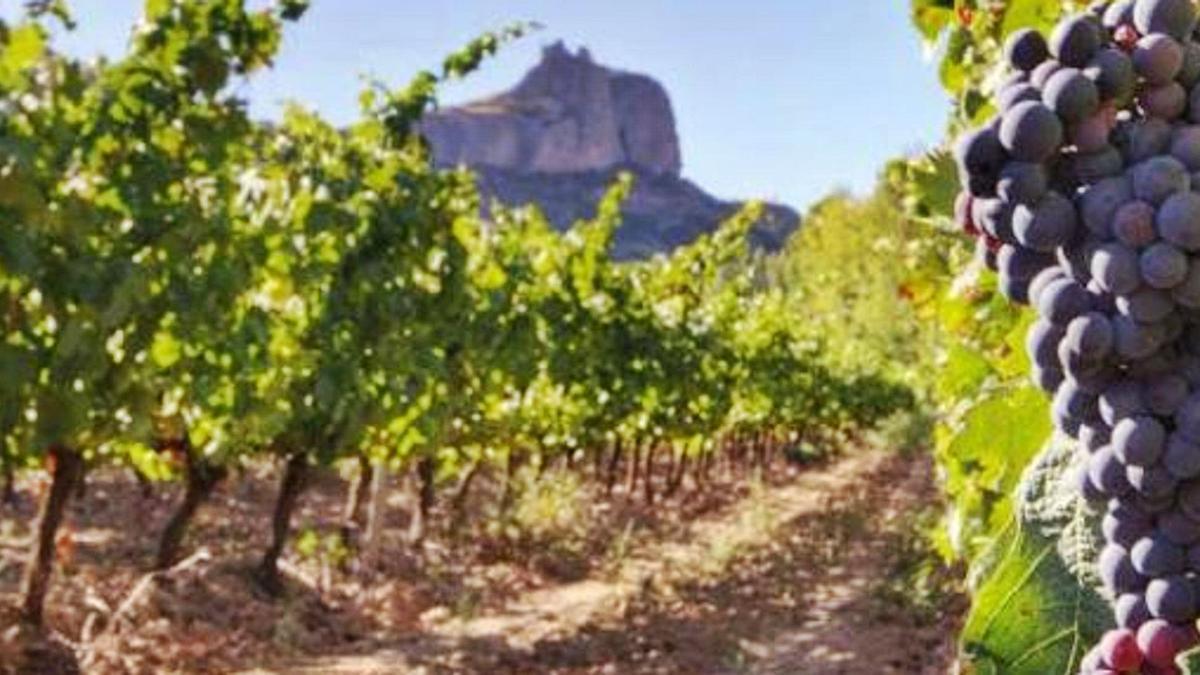 Viñedos en la zona cumbrera de la isla de Gran Canaria. 