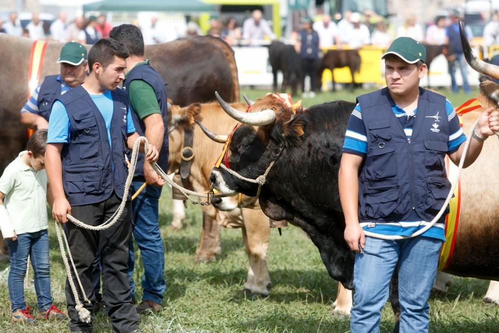 Clausura del certamen ganadero de La Magdalena