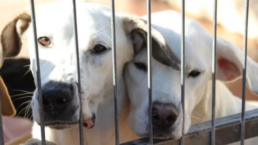 Policías para atender a los ciudadanos, no a los perros