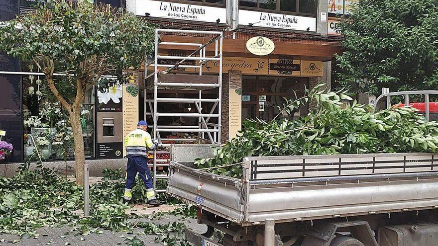 Mieres retoma la poda en el eje urbano