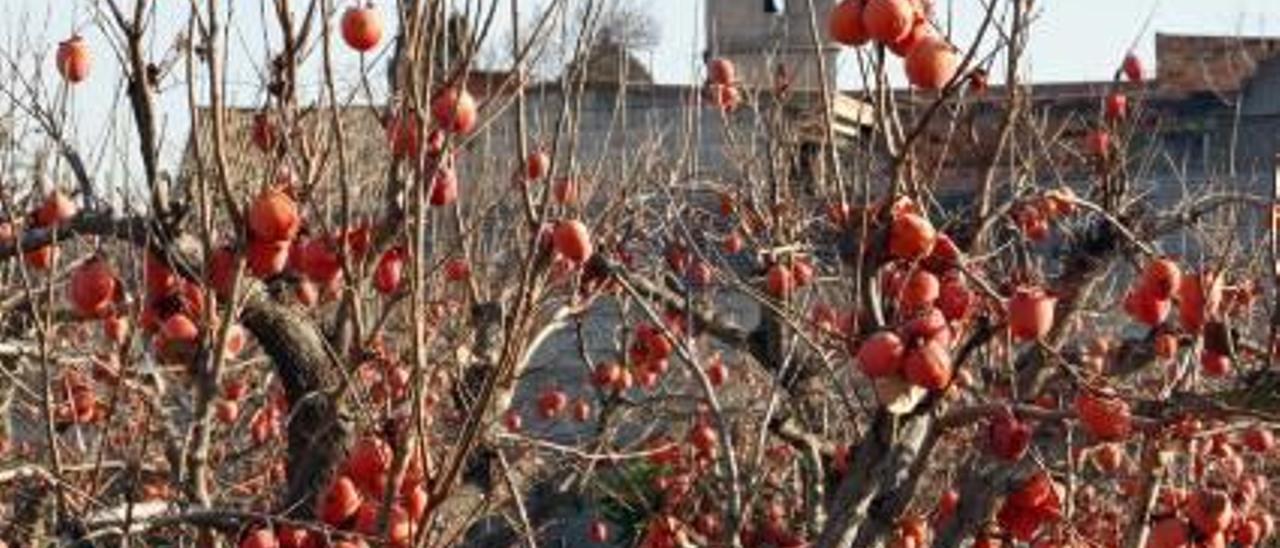 El uso incontrolado de plantones amenaza con una «pinyolà» en el caqui