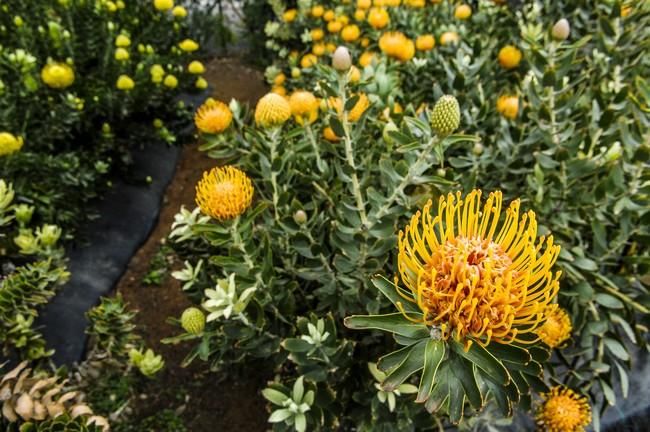 Plantación de proteas