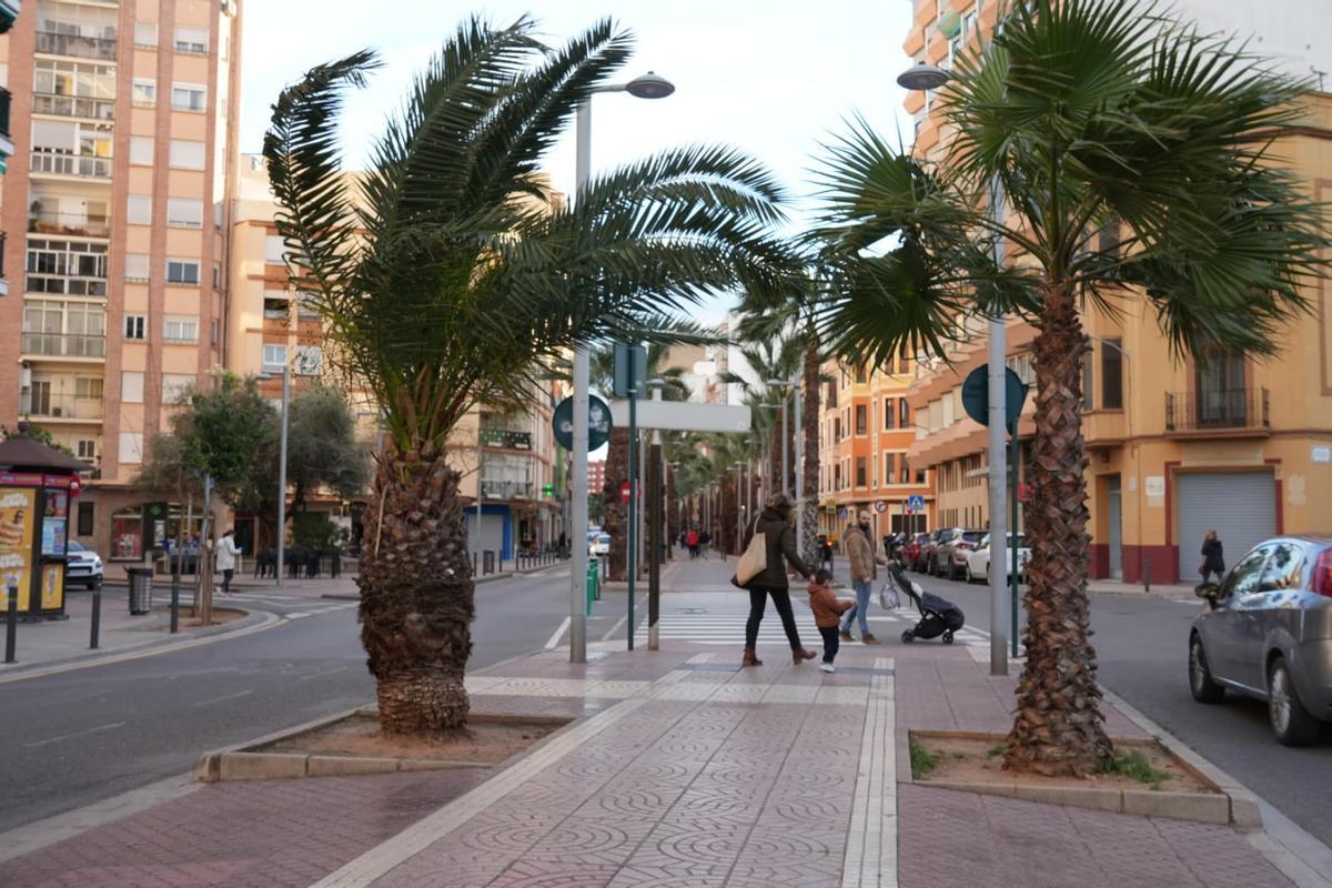 Palmeras azotadas por el viento en Castellón ayer.