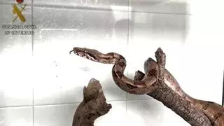 Denuncia a su compañero de piso por tener en casa una Boa Constrictor