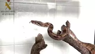 Denuncian a su compañero de piso por tener en casa una Boa Constrictor de manera ilegal