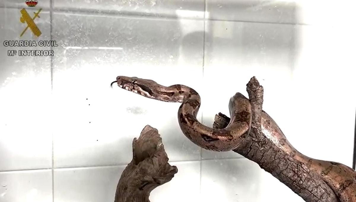 Denuncian a su compañero de piso por tener en casa una Boa Constrictor de manera ilegal