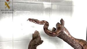 Denuncian a su compañero de piso por tener en casa una Boa Constrictor de manera ilegal