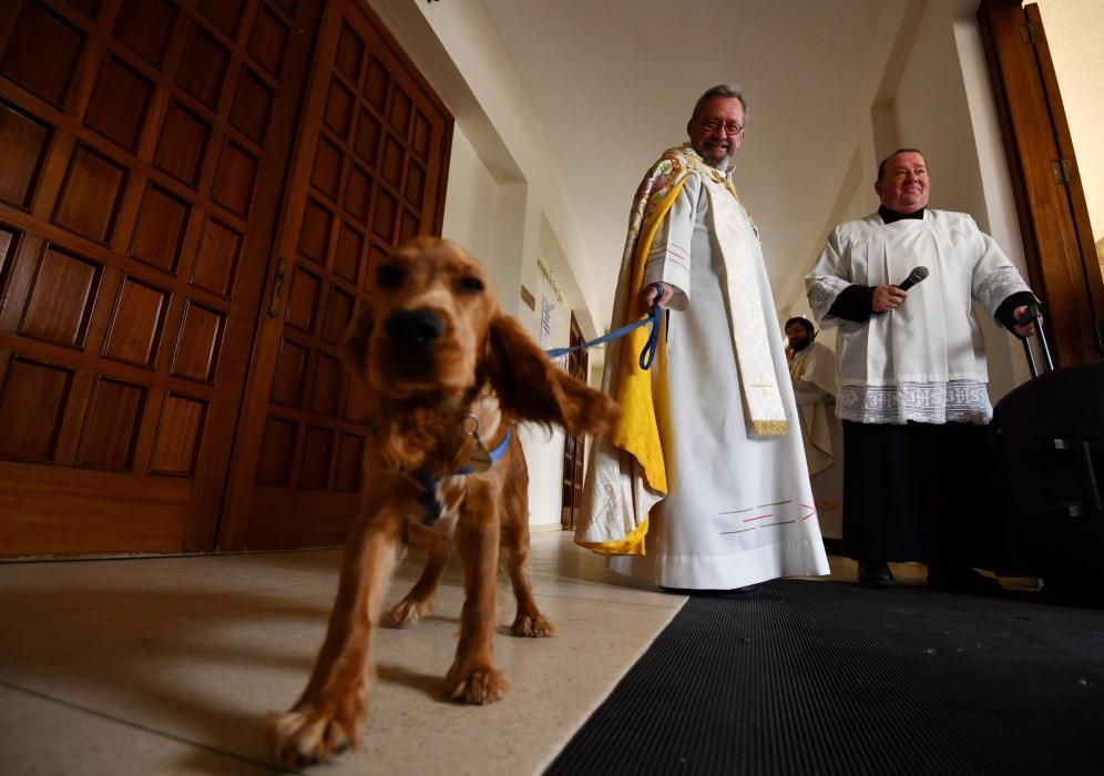 Los animales, recibiendo la bendición.