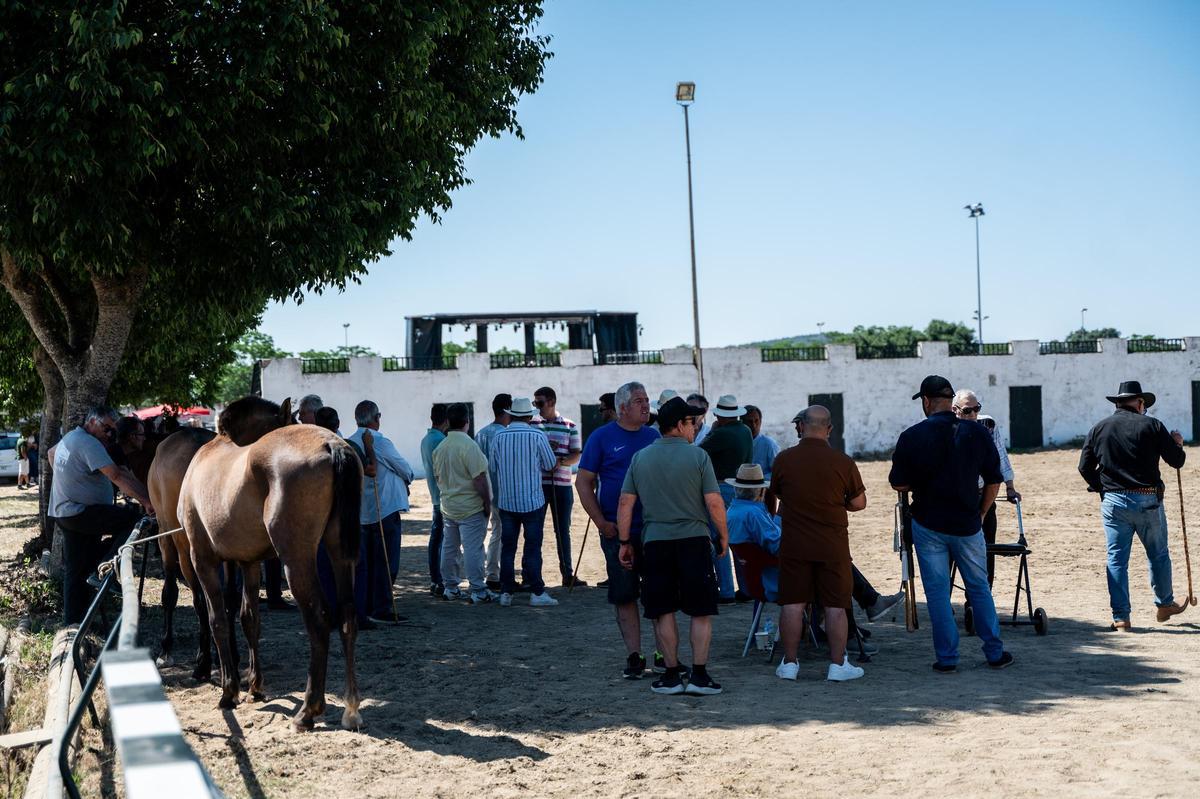Galería | Feria de ganado en Cáceres
