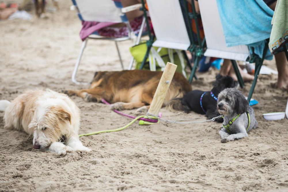 Ambiente en la playa para perros de Pinedo