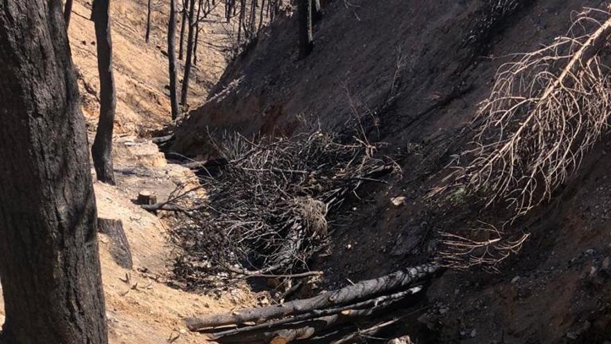 Ecologistas en Acción critica la retirada de madera quemada y apertura de pistas forestales en la Sierra de Mijas