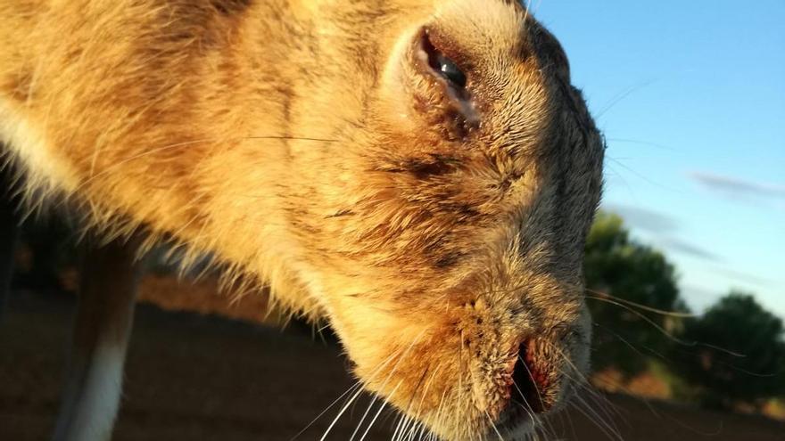 Liebre hallada muerta en el Bajo Duero