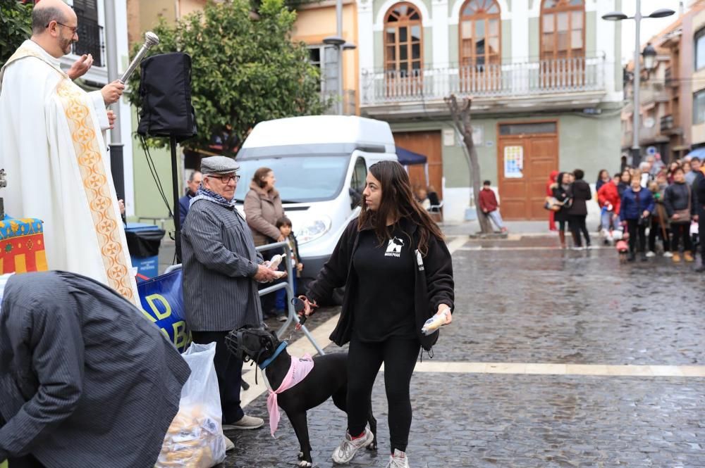 Bendición de animales en Paterna.