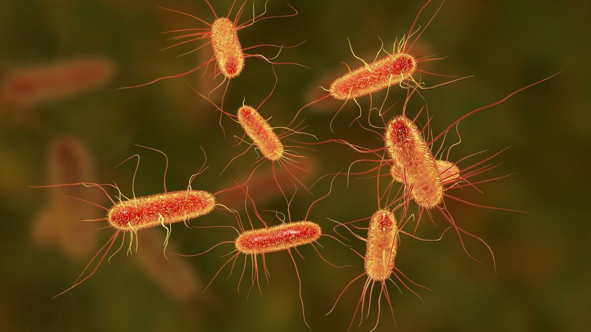 Bacterias 'Escherichia coli'.