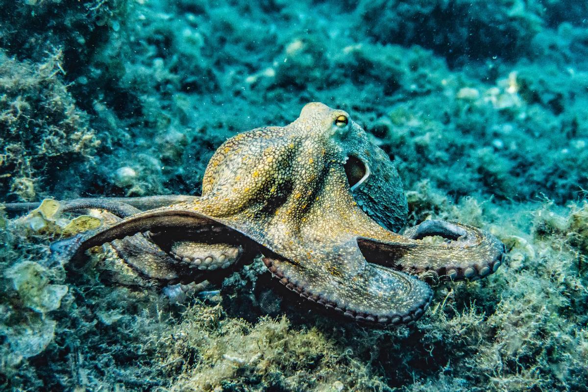 Un pulpo en el fondo marino.